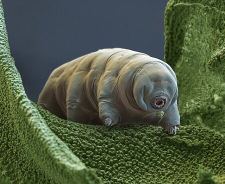 TARDIGRADE