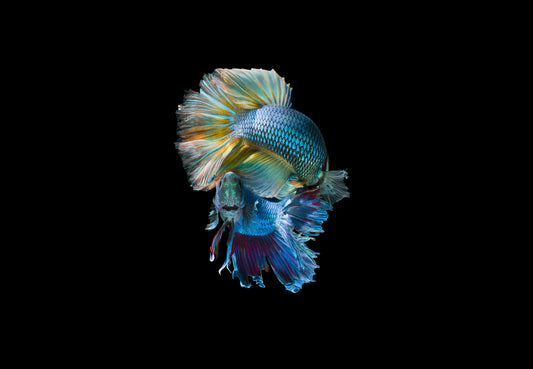 BETTA VIBES